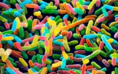 İnsan orqanizmində əvvəllər məlum olmayan bakteriyalar tapıldı – SENSASİYA