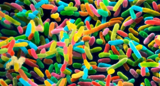 İnsan orqanizmində əvvəllər məlum olmayan bakteriyalar tapıldı – SENSASİYA